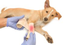 Neosporin For Dogs: Is It Safe? neosporin for dogs