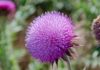 Milk Thistle For Dogs Milk Thistle For Dogs