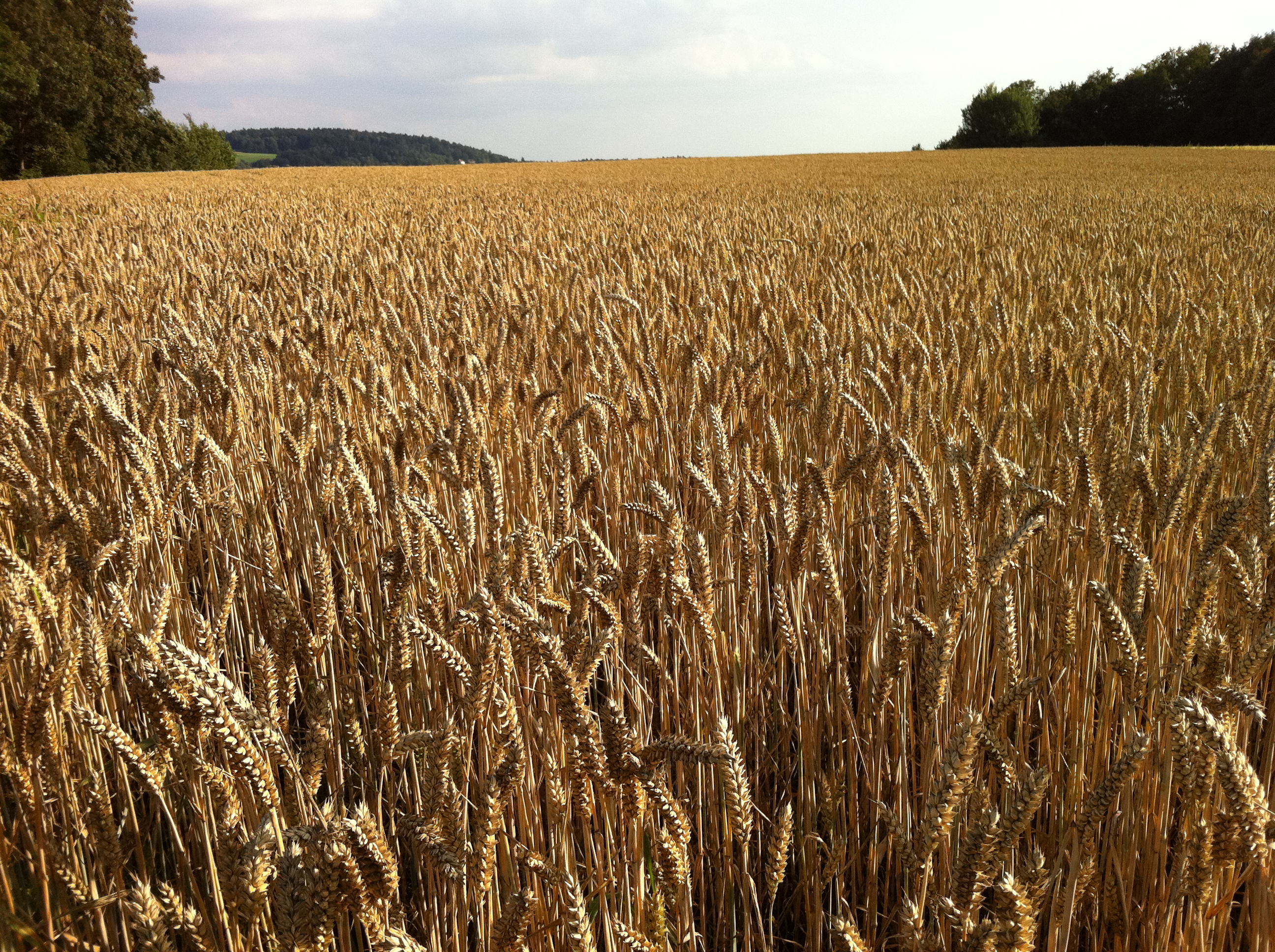 field of wheat