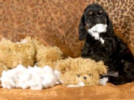 Destructive Chewing: How To Stop A Dog From Chewing Destructive Chewing How To Stop A Dog From Chewing