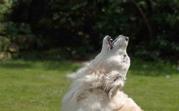 Dog Howling: Why Do Dogs Howl, Cry, Whimper And Whine? Dog Howling Why Do Dogs Howl, Cry, Whimper And Whine