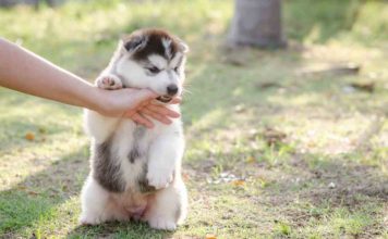 How To Stop A Puppy From Biting, Nipping & Mouthing stop puppy biting