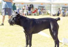 Cutting Dogs Tails: All You Need To Know About Docked Tails Tail Docking Dogs