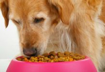 Tractor Supply Dog Food: All You Need To Know About 4health 4health Dog Food Reviews & Recalls