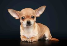 Best Chihuahua Food Reviews (What Your Dog Needs In Their Diet) Best Dog Food For Chihuahuas