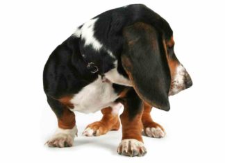 Beagle Basset Hound Mix (A.K.A Bagle Hound) – An Overview Beagle Basset Hound Mix (A.K.A Bagle Hound)