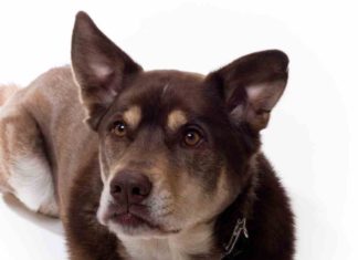 Husky Lab Mix (A.K.A Siberian Retriever) – An Overview Husky Lab Mix (A.K.A Siberian Retriever)