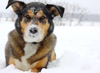 All You Need To Know About The Boxer Shepherd Mix German Shepherd Boxer Mix