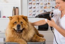 Best Dog Hair Dryer Reviews – (2019’s Top 5 Dog Blow Dryers) Dog Hair Dryer