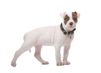 American Bulldog Lab Mix (A.K.A American Bullador) American Bulldog Lab Mix (A.K.A American Bullador)