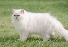 Best Cat Food For Persian Cats (2023’s Top 5 Options) Best Cat Food For Persian Cats