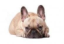 Best French Bulldog Harness (2023’s Top 5 Picks) Best French Bulldog Harness