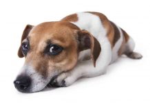 What You Should Do If Your Dog Eats A Tampon My Dog Ate A Tampon! What Do I Do!