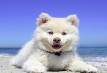 Cosequin Nutramax Review – 5 Picks And Comparison cosequin nutramax review