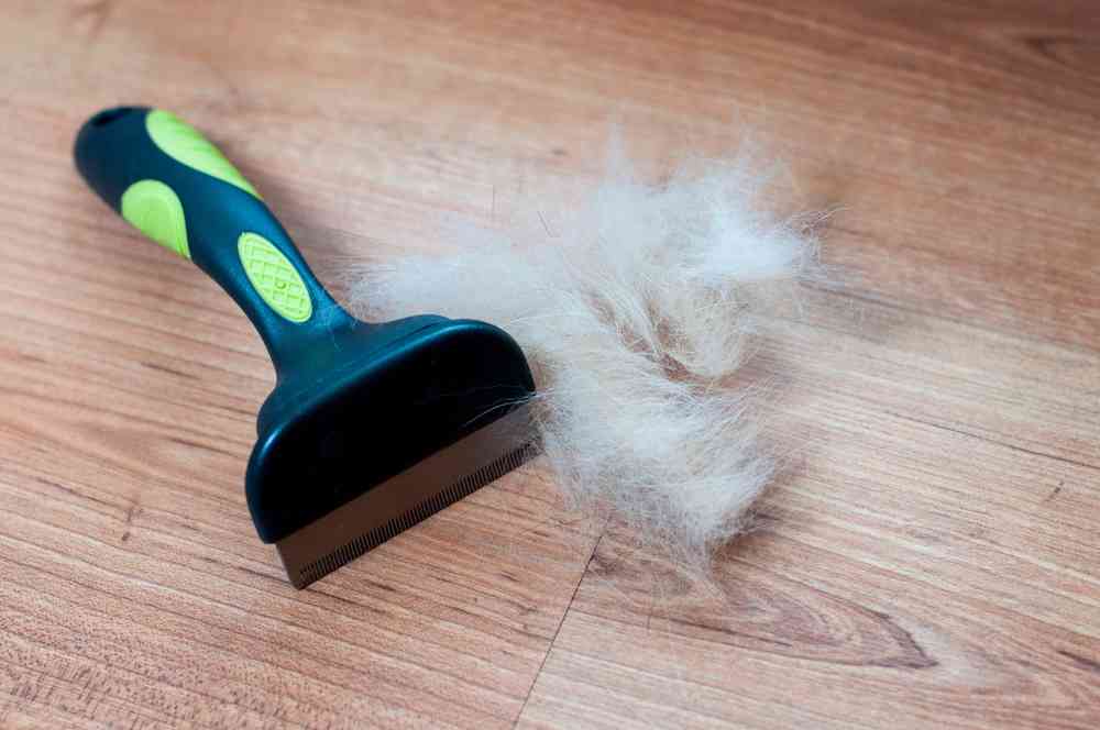 Dog Shedding
