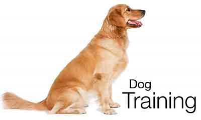 Dog Training