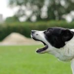 Why Dogs Bark And How To Stop Your Dogs From Barking Why Dogs Bark And How To Stop Dogs From Barking