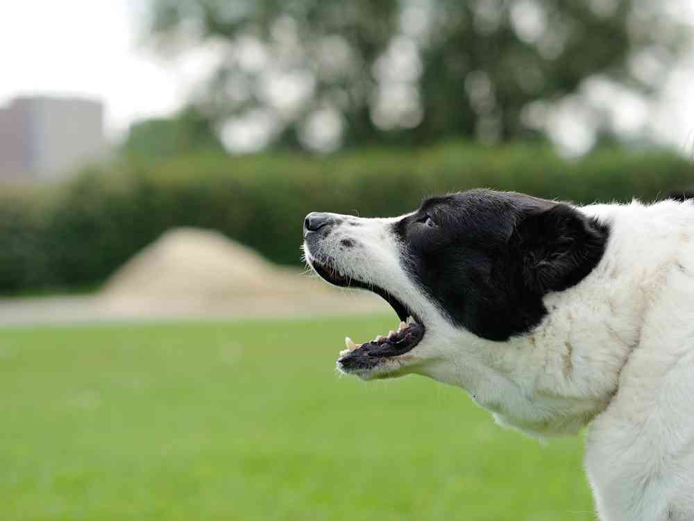 Why Dogs Bark And How To Stop Dogs From Barking