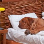 Can Dogs Dream When They Sleep? Why And What Do Dogs Dream About? Can Dogs Dream When They Sleep Why And What Do Dogs Dream About