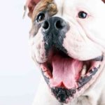 Dog Hiccups 101: Why Do Dogs Get Hiccups? And Everything You Should Know Dog Hiccups