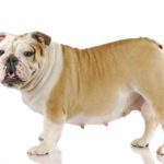 Dog Pregnancy & Gestation