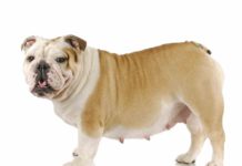 Dog Pregnancy & Gestation