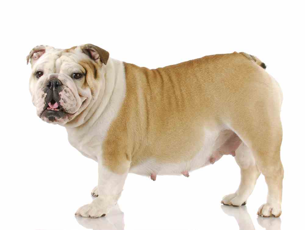 Dog Pregnancy & Gestation