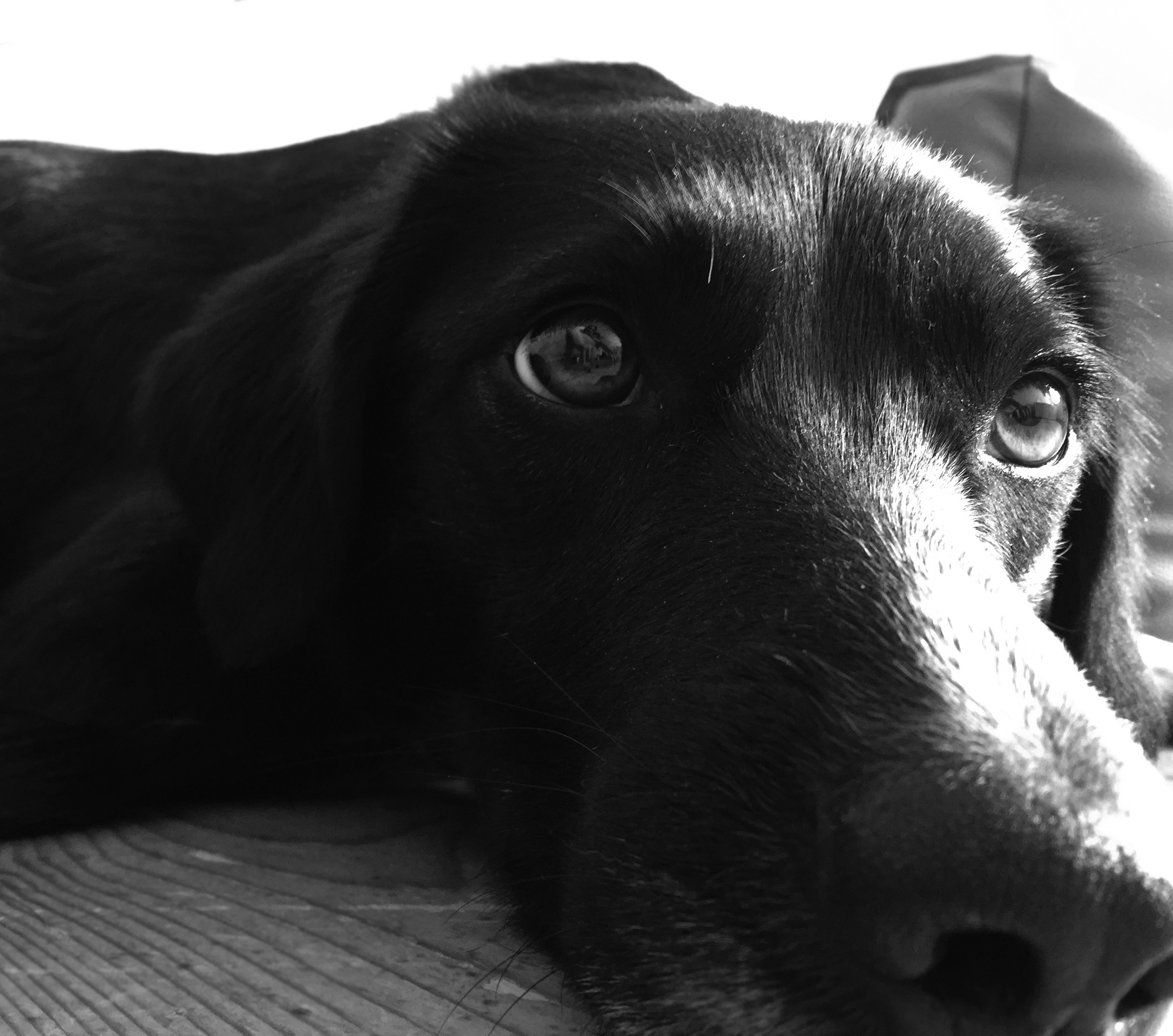 close up of black dog face