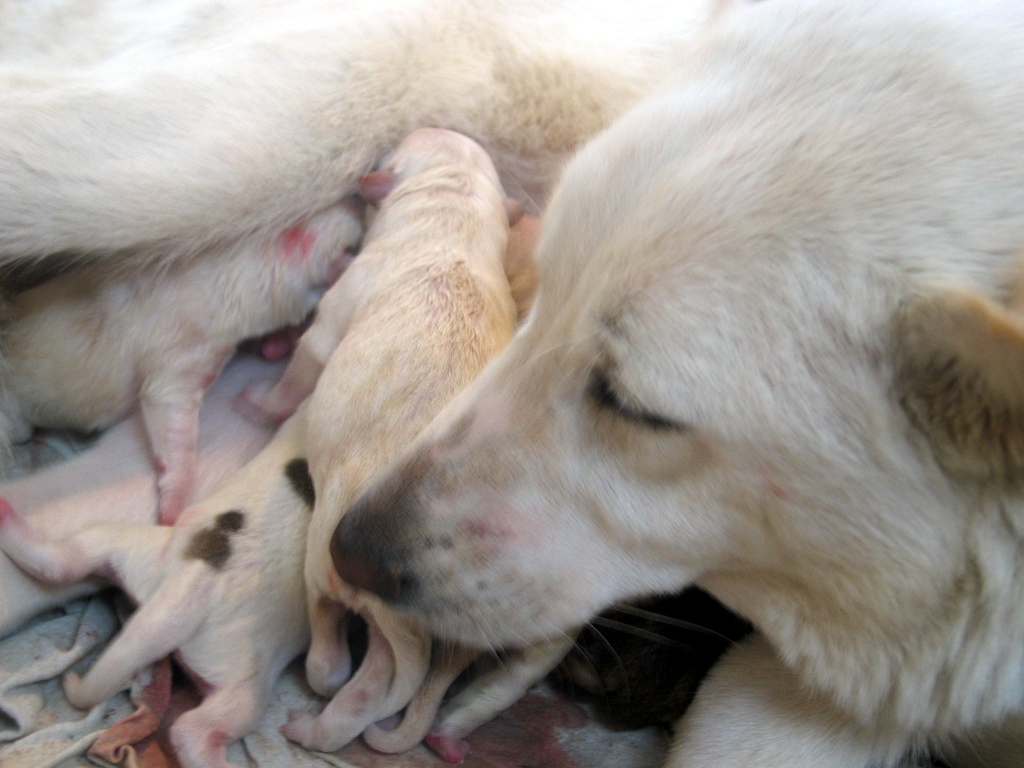 newborn puppies with mom
