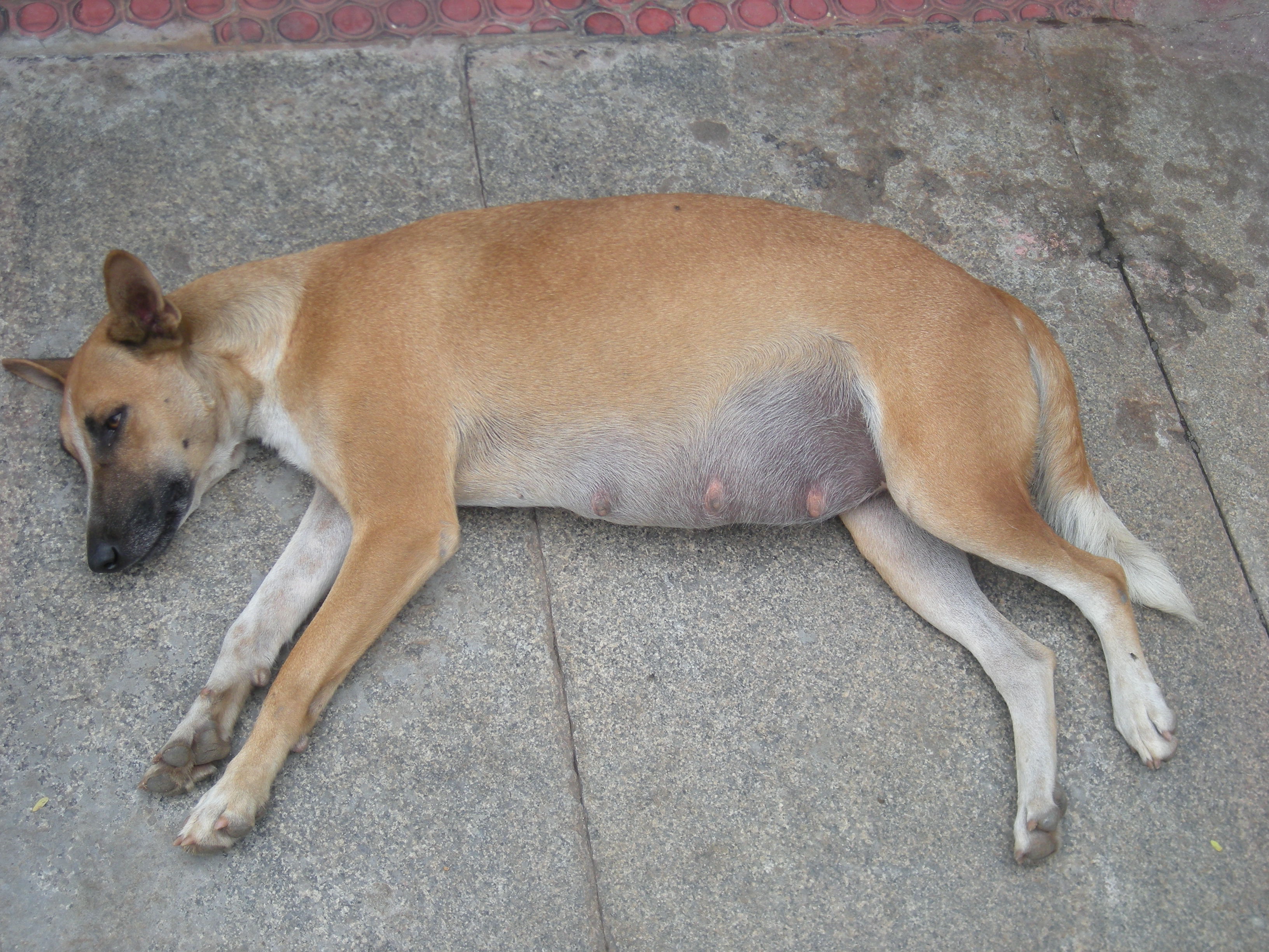 dog laying on ground