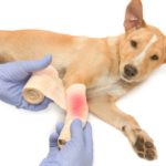Neosporin For Dogs: Is It Safe? neosporin for dogs