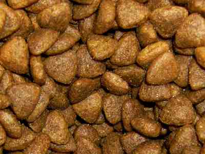 can dogs eat cat food