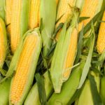 Can Dogs Eat Corn Or Is Corn Bad For Dogs