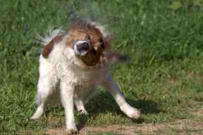 why is my dog shaking