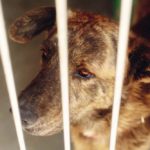 The Answer To Your Question: Can Dogs Take Melatonin? Melatonin For Dogs