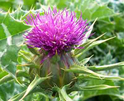 milk thistle for dogs