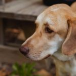 Pepcid AC For Dogs (A.K.A Famotidine For Dogs) Pepcid AC For Dogs (A.K.A Famotidine For Dogs)