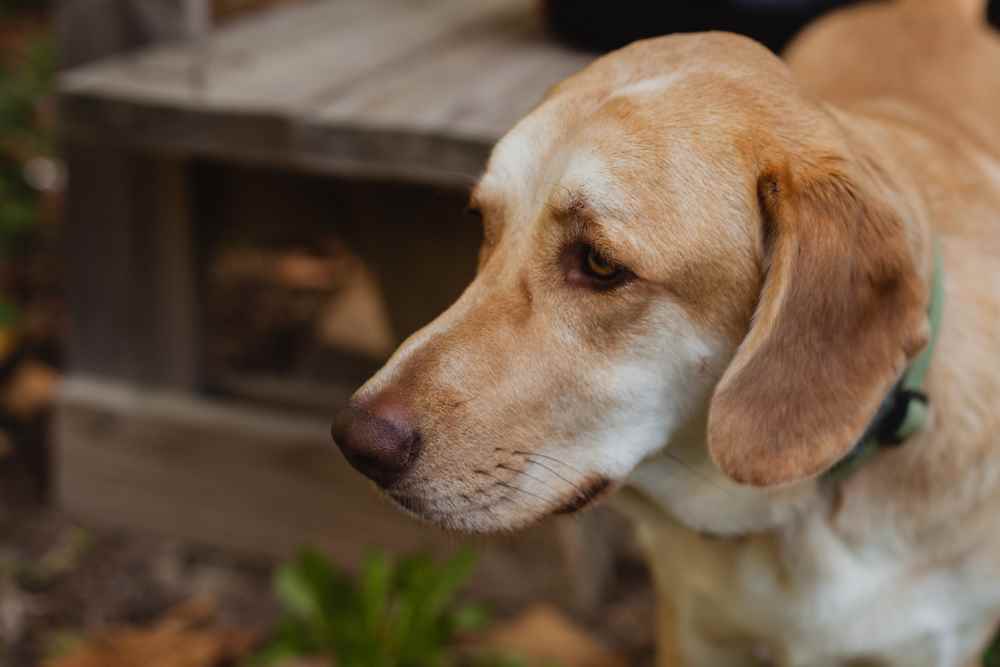 Pepcid AC For Dogs (A.K.A Famotidine For Dogs)