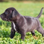 Pocket Pitbulls And Miniature Pitbulls