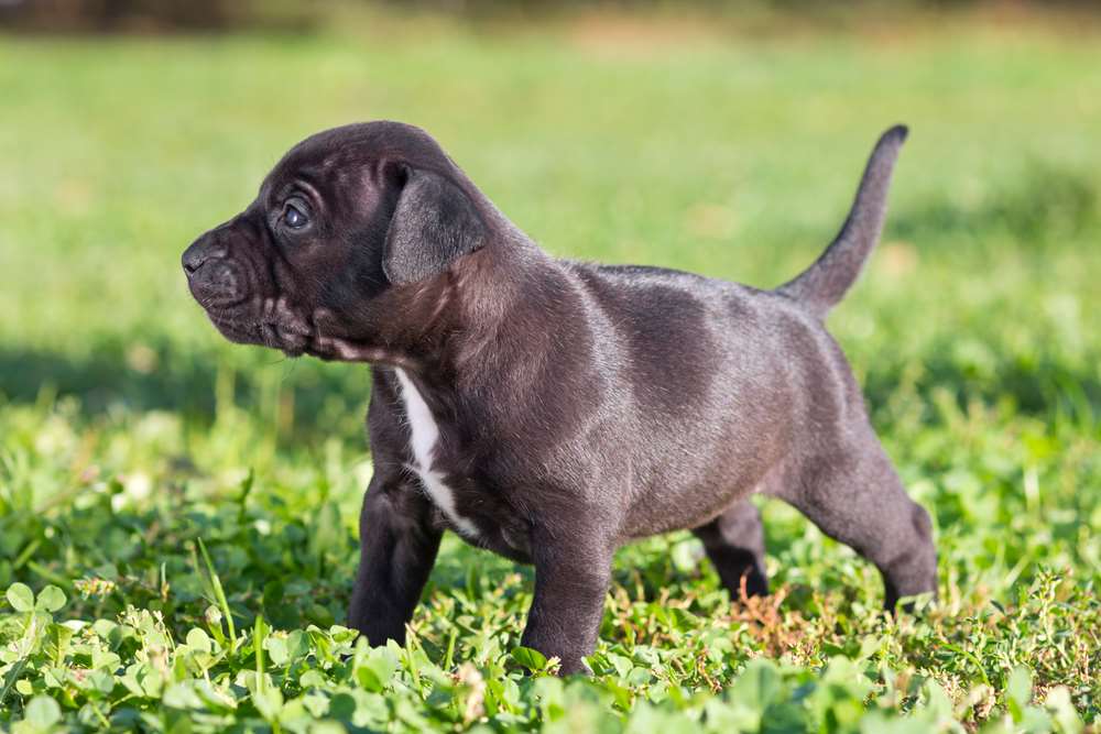 Pocket Pitbulls And Miniature Pitbulls