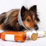 Prednisone For Dogs