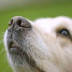 Why Do Dogs Have Whiskers