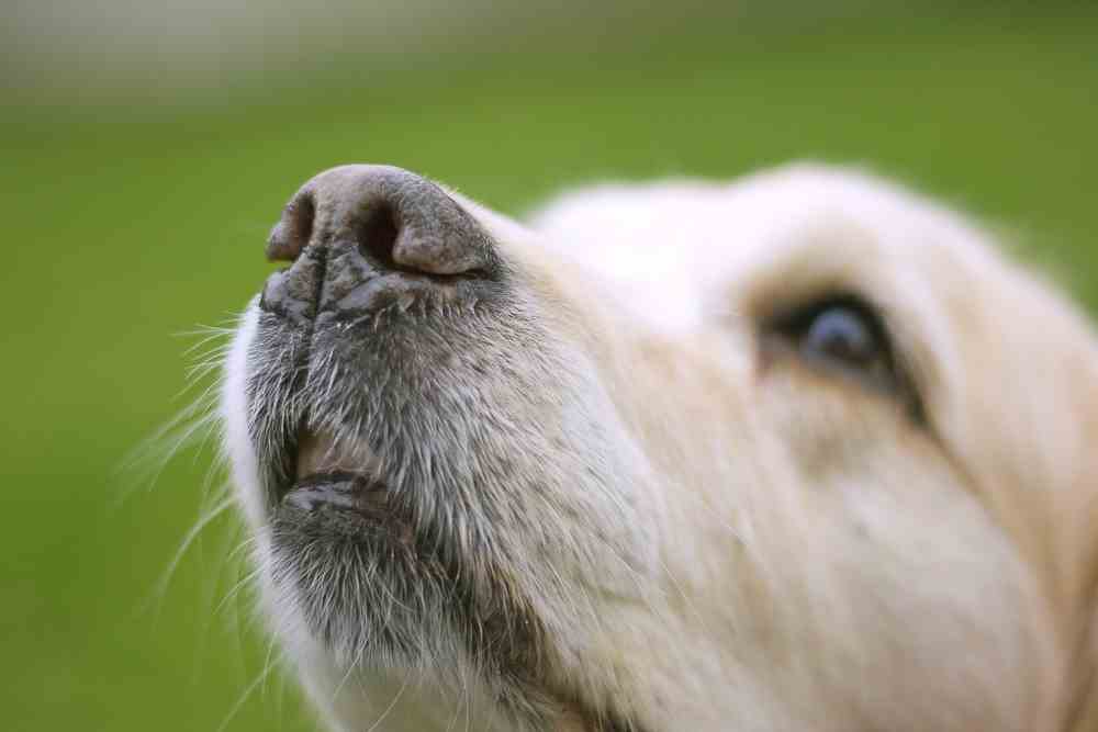 Why Do Dogs Have Whiskers