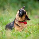 Why Do Dogs Shake, Shiver, And Tremble? Why Is My Dog Shaking, Shivering And Trembling