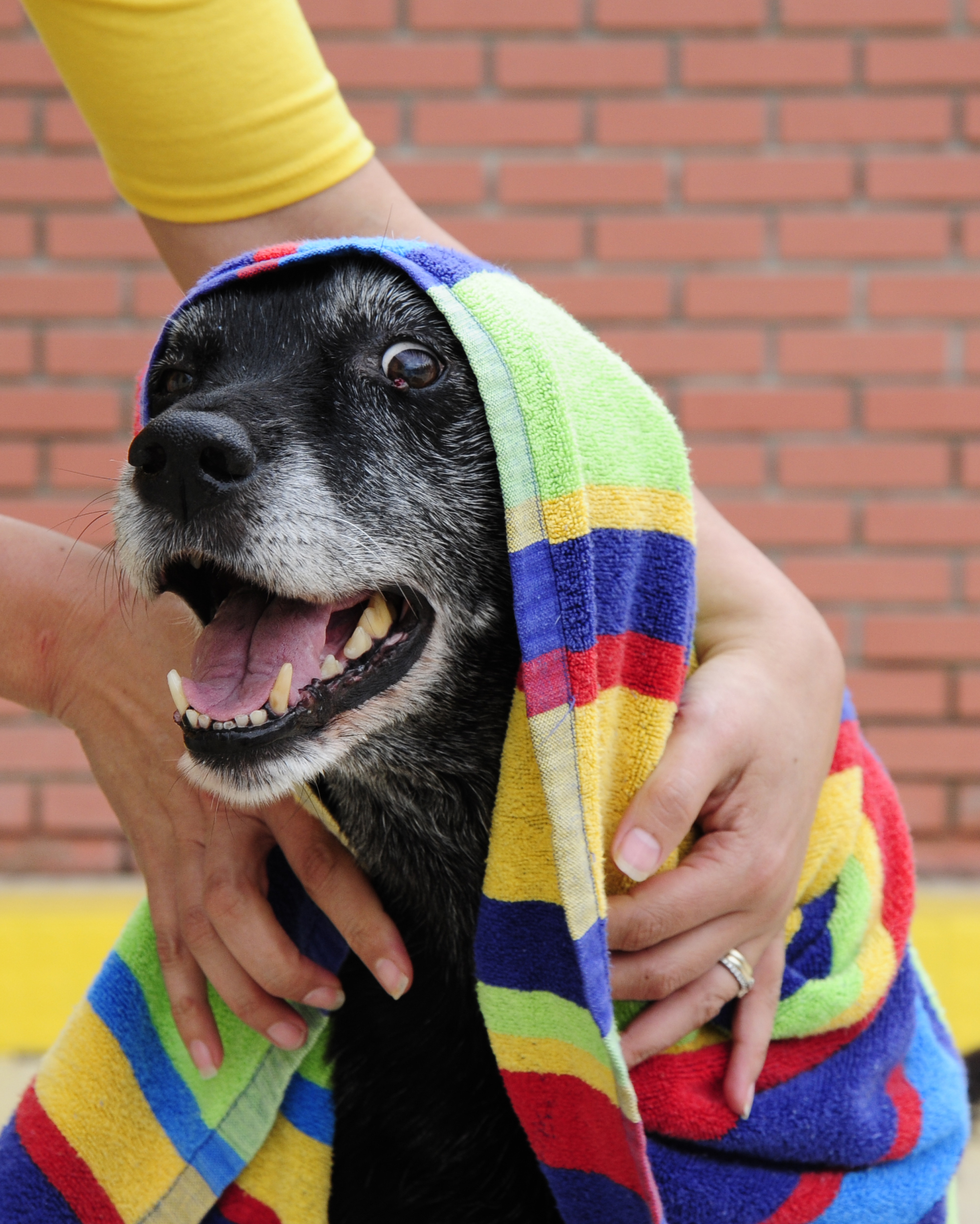 dog wrapped in towel