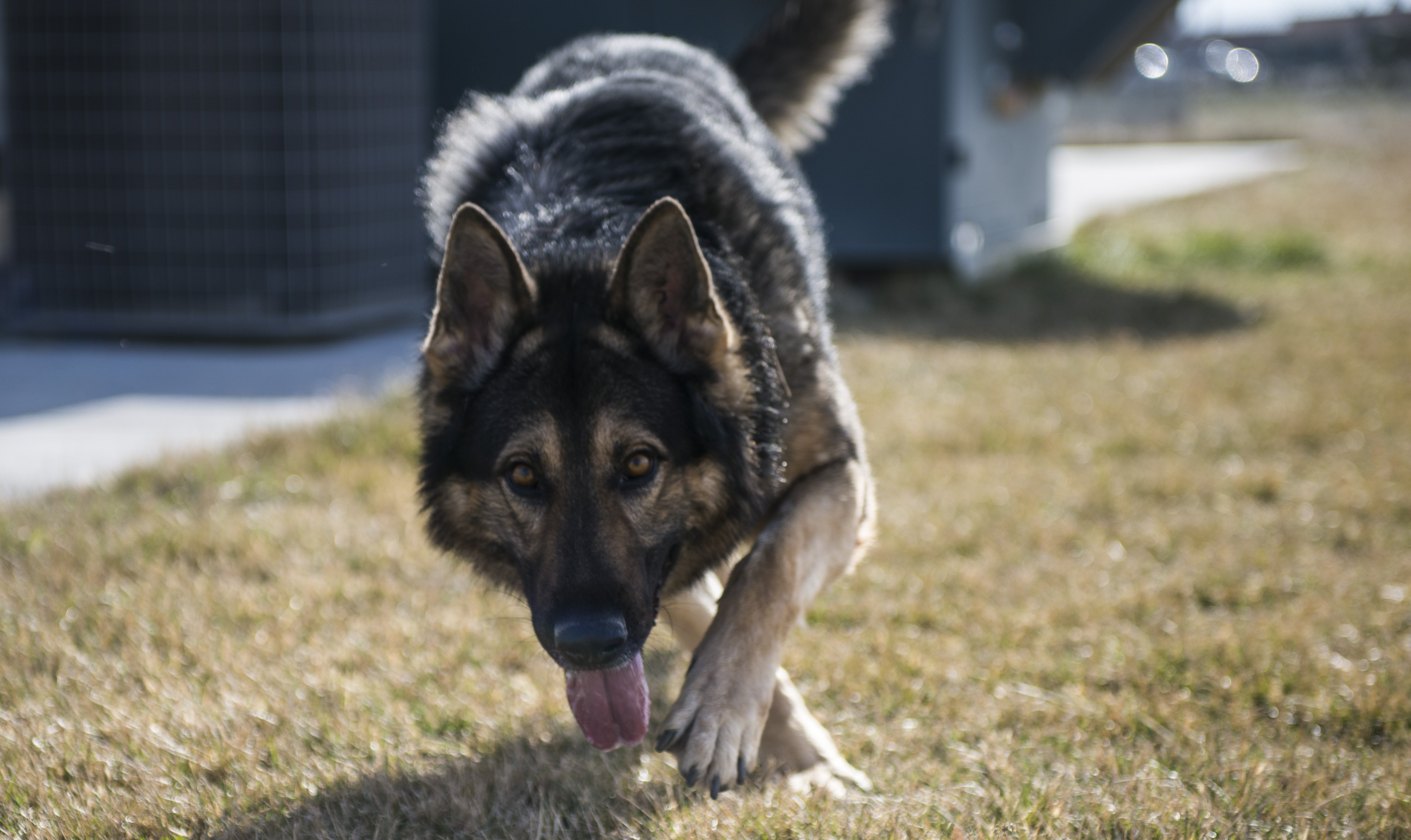 german shepherd in grass