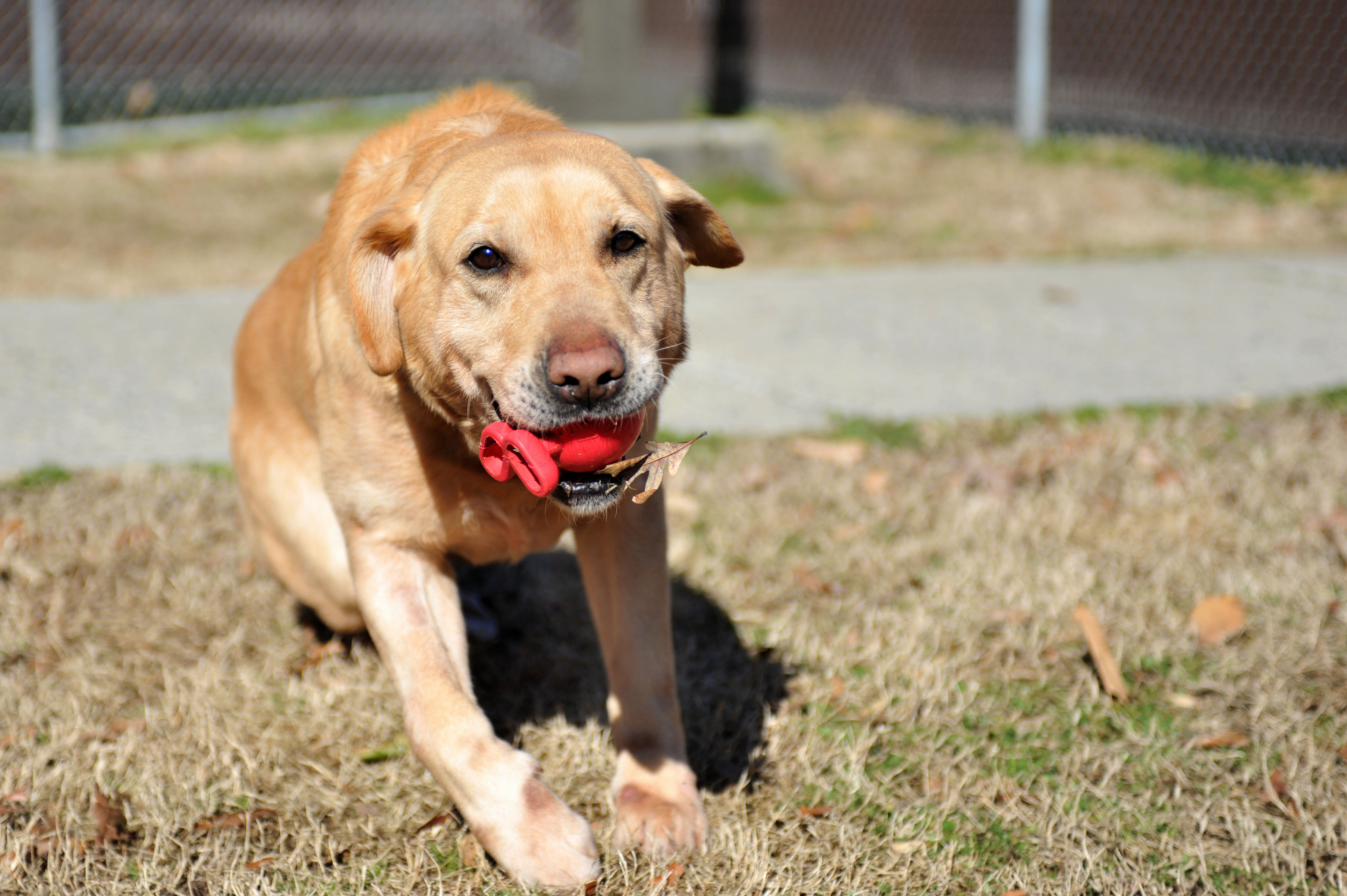 dog playing with toy