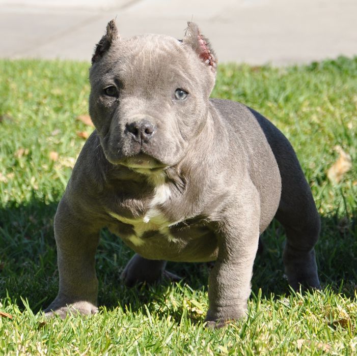 dwarf puppy pit