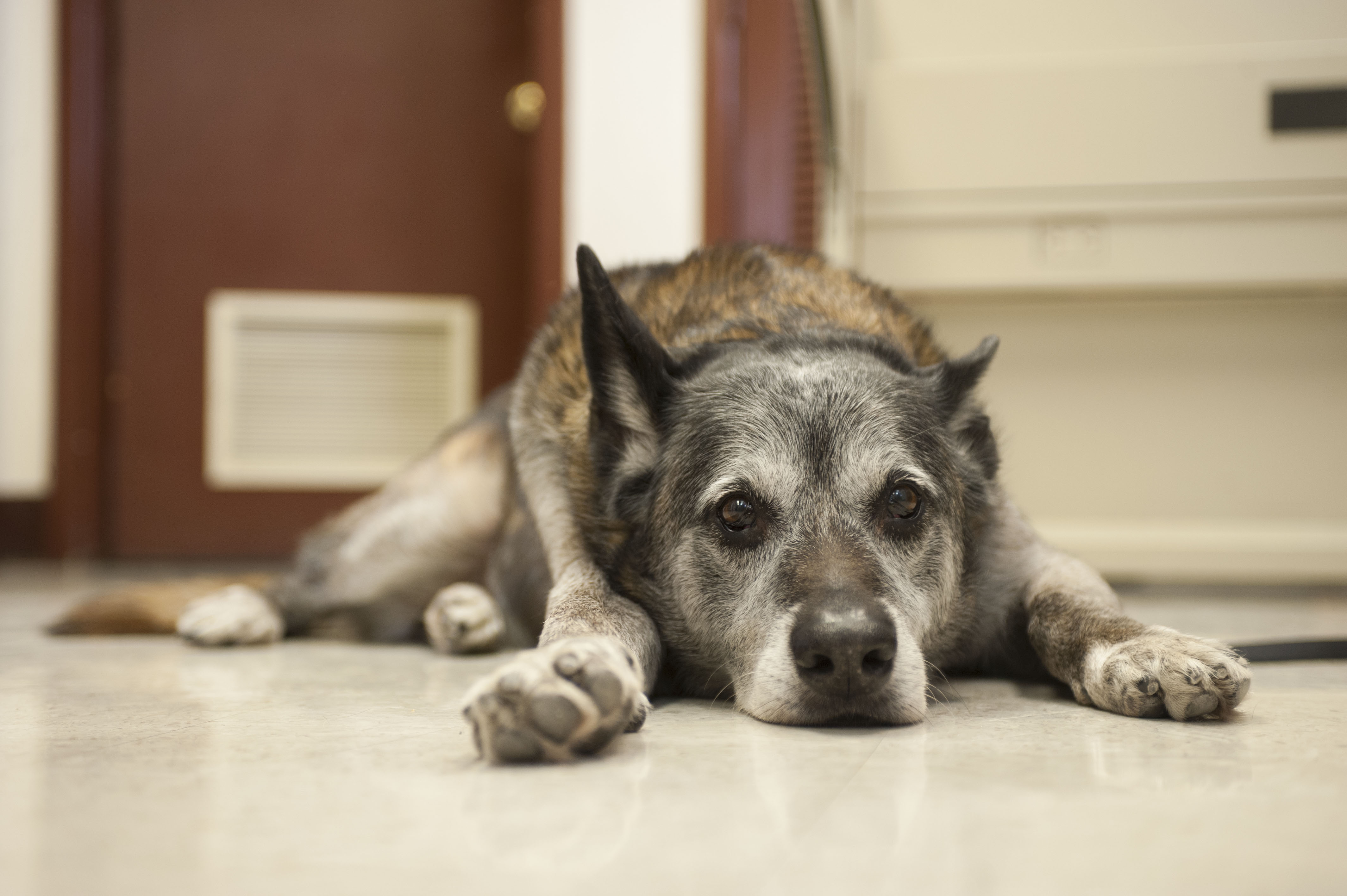 sick dog laying down