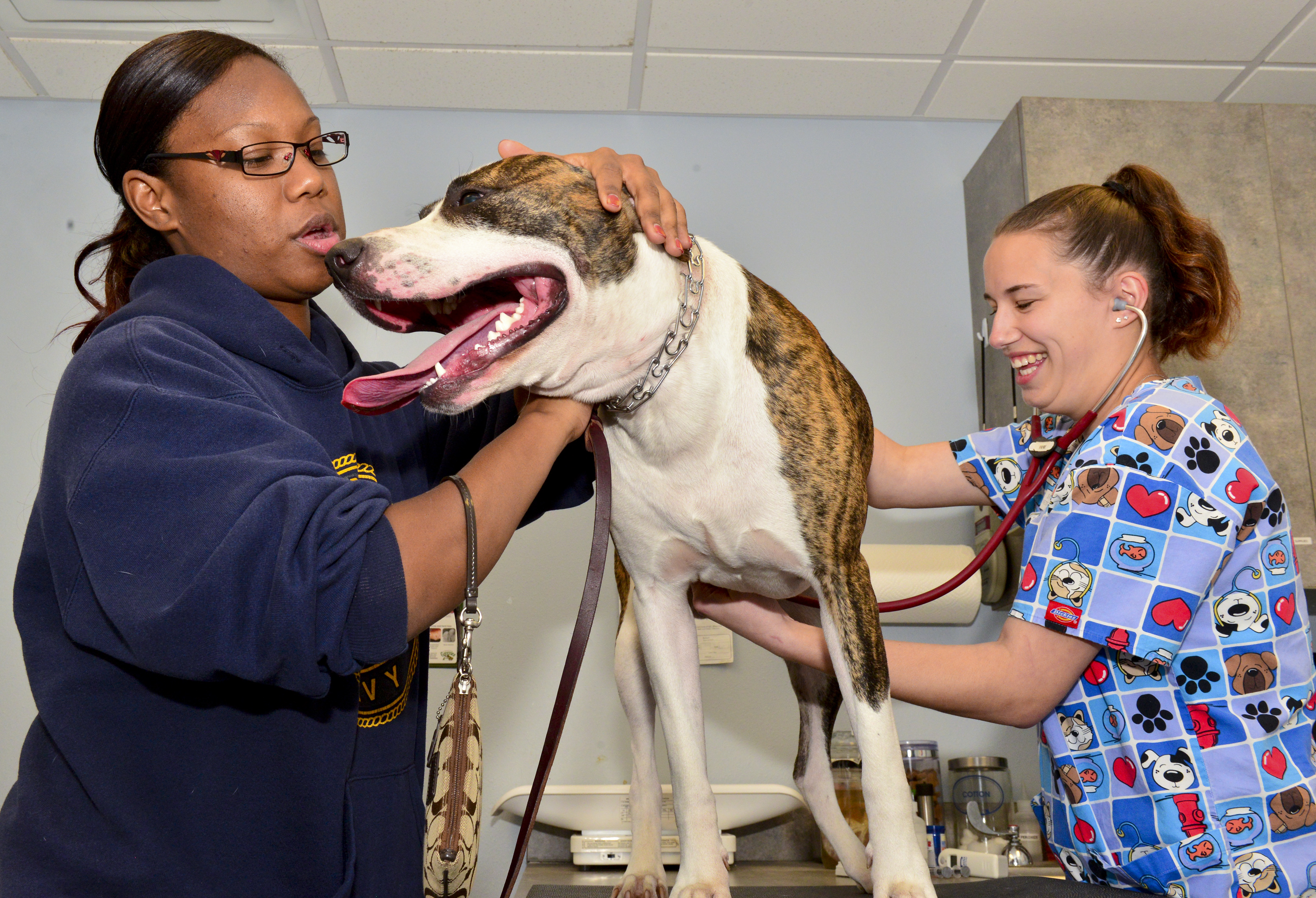 dog being treated at the vet office